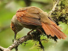 Red-faced Spinetail