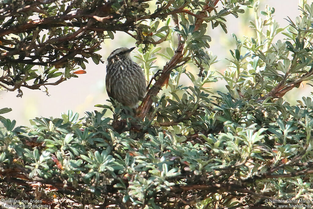 Andean Tit-Spinetailadult, identification