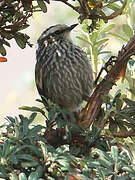 Andean Tit-Spinetail