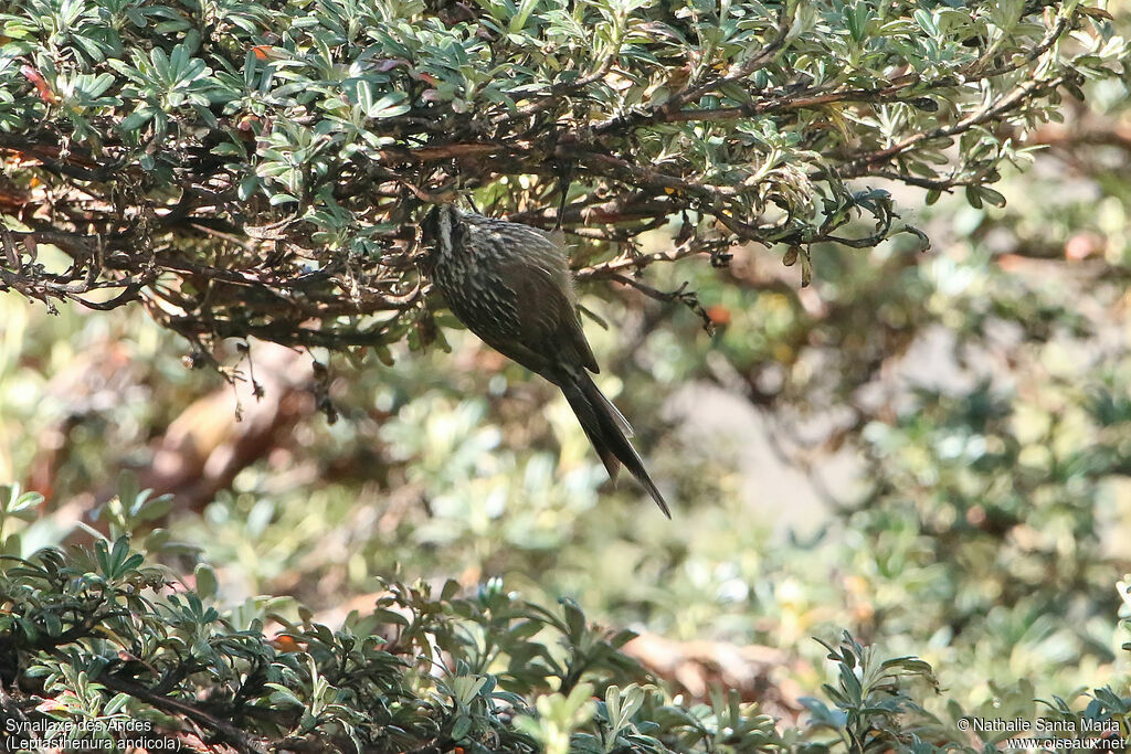 Synallaxe des Andesadulte, identification, pêche/chasse