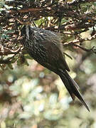 Andean Tit-Spinetail