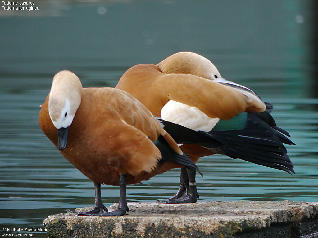 Ruddy Shelduckadult, care, Behaviour