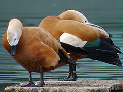 Ruddy Shelduck