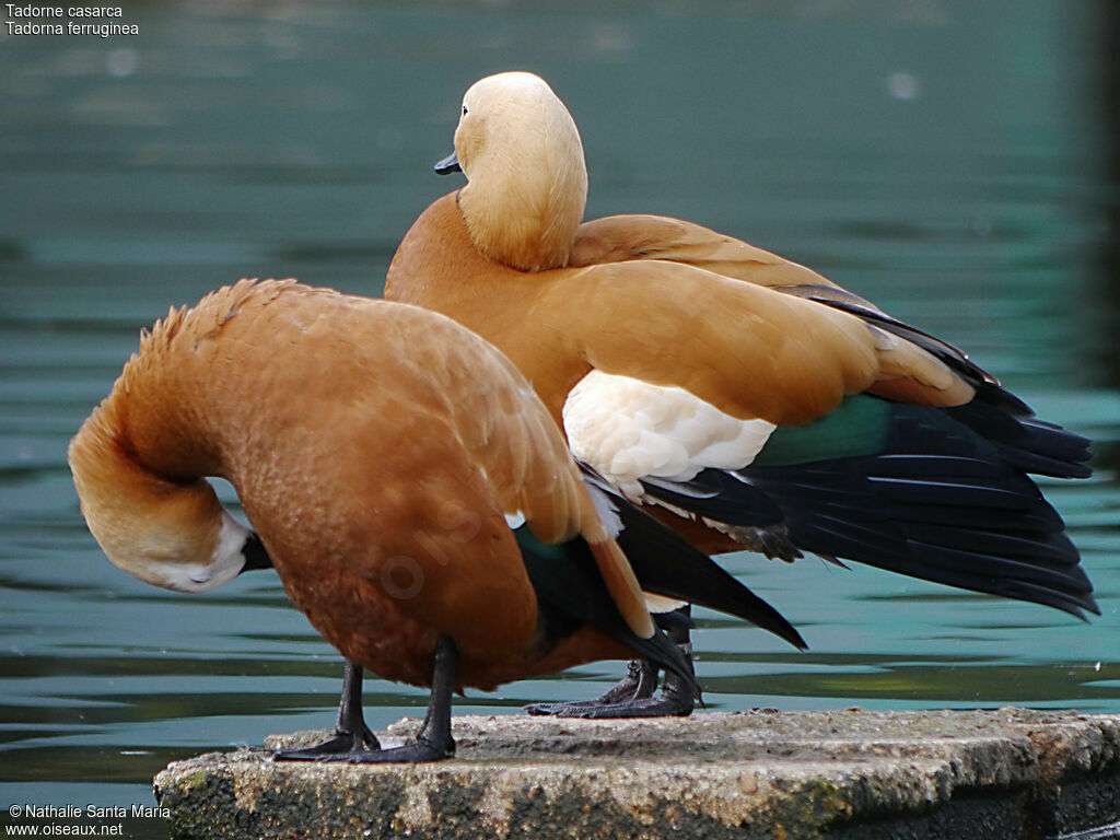 Ruddy Shelduckadult, care, Behaviour