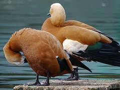 Ruddy Shelduck