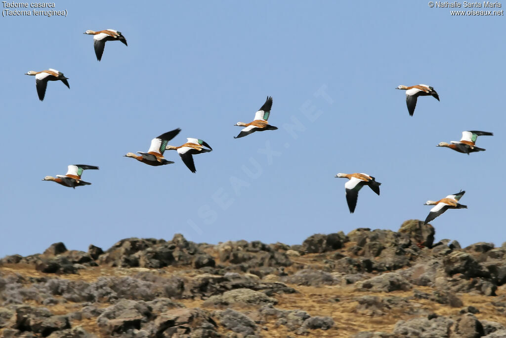 Ruddy Shelduck, habitat, Flight