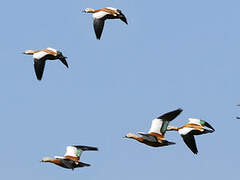 Ruddy Shelduck