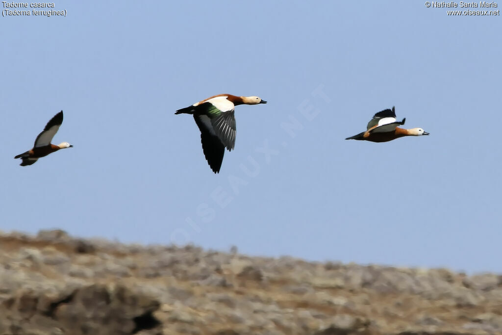 Ruddy Shelduck, Flight