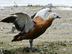 Ruddy Shelduck