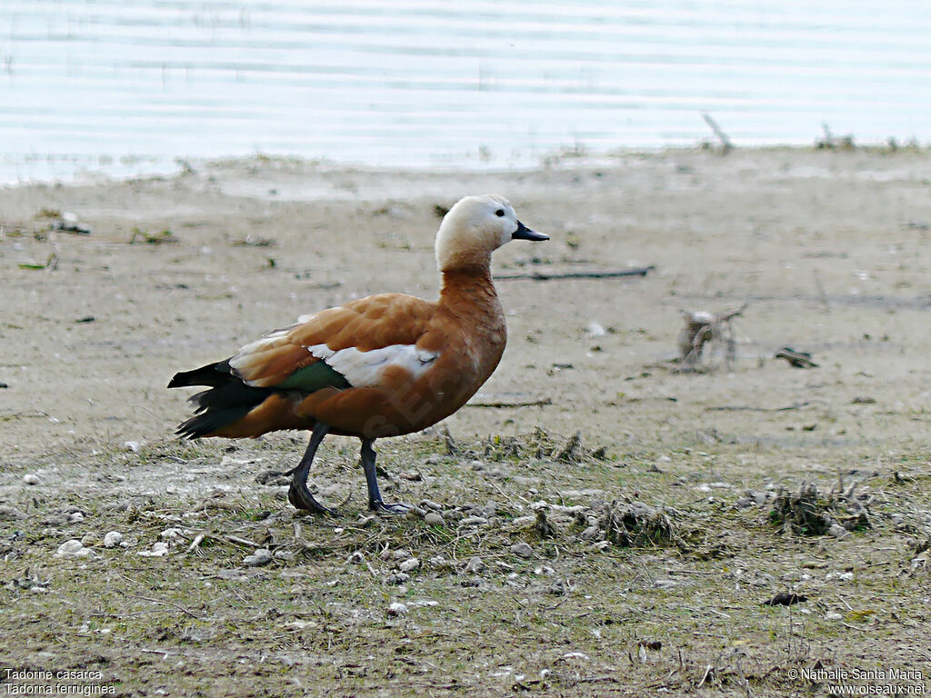 Tadorne casarcaadulte, identification, marche