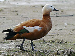 Ruddy Shelduck