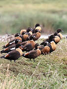 Australian Shelduck