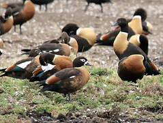 Australian Shelduck