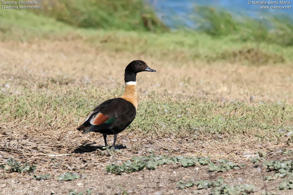 Australian Shelduck male adult, identification