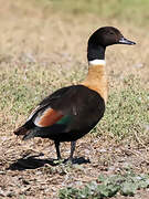 Australian Shelduck