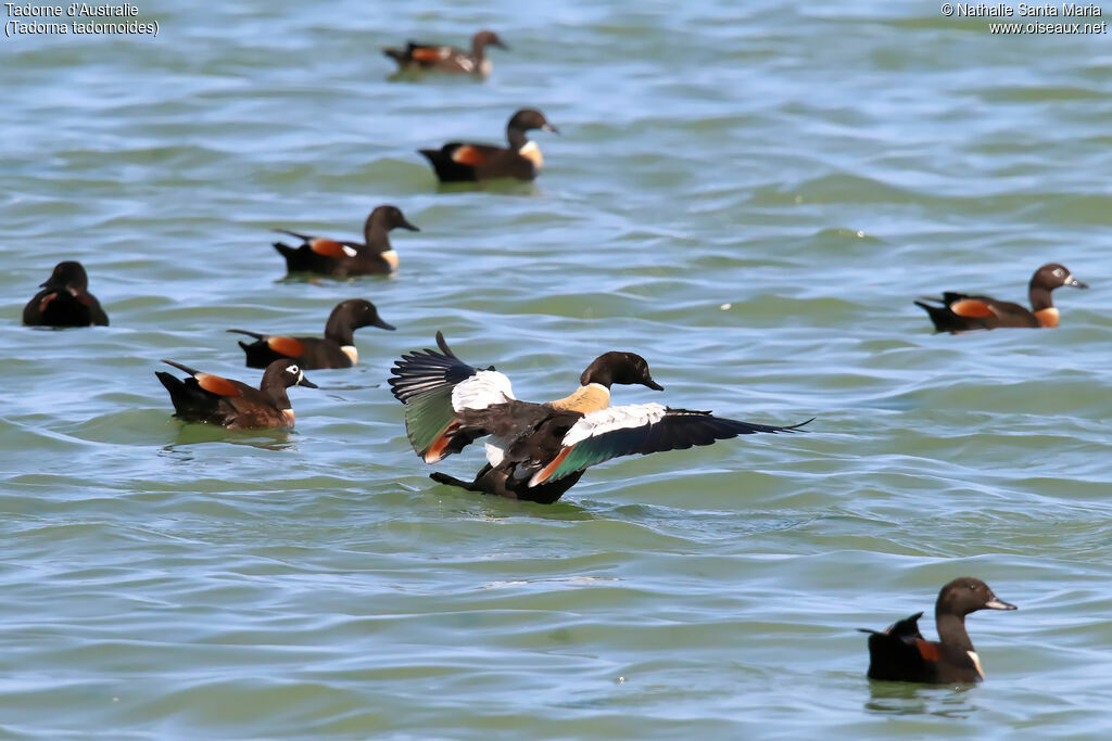 Australian Shelduck male adult, identification, swimming