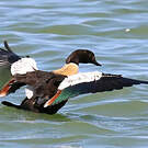 Tadorne d'Australie