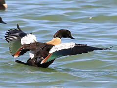 Australian Shelduck