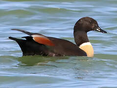 Australian Shelduck