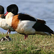 Common Shelduck