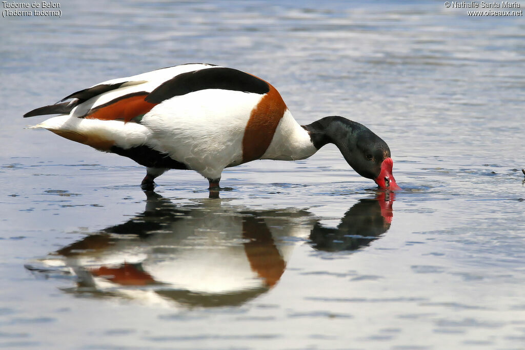 Common Shelduck male adult breeding, identification, close-up portrait, habitat, walking, fishing/hunting, Behaviour