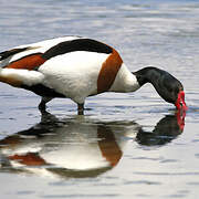 Common Shelduck