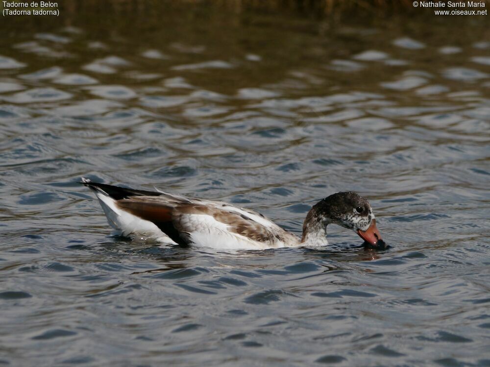 Tadorne de Belonjuvénile, identification, nage