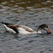 Common Shelduck