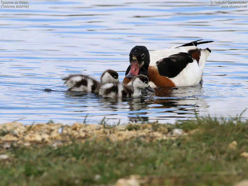 Common Shelduck, identification, swimming, Reproduction-nesting