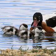 Common Shelduck