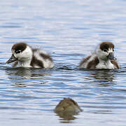 Common Shelduck