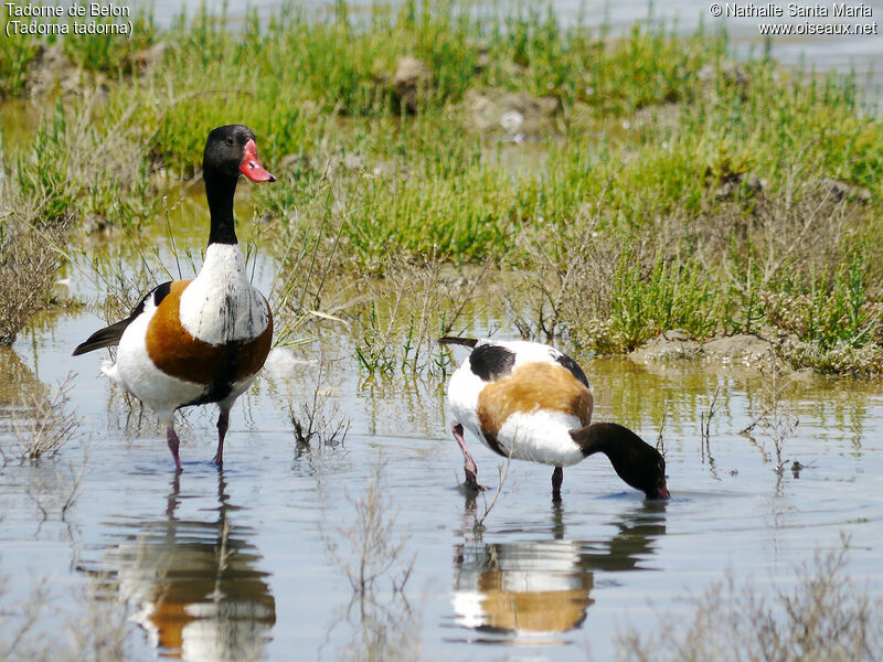 Common Shelduckadult breeding, walking, Reproduction-nesting, Behaviour