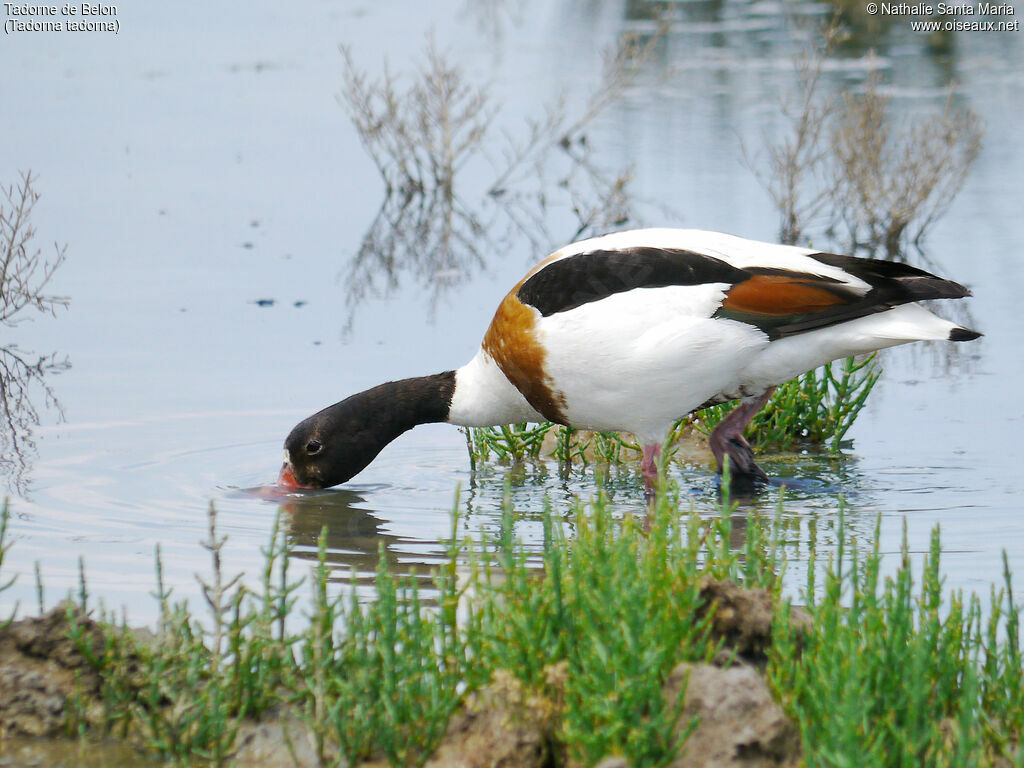 Common Shelduck female adult breeding, identification, walking, eats