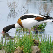 Common Shelduck