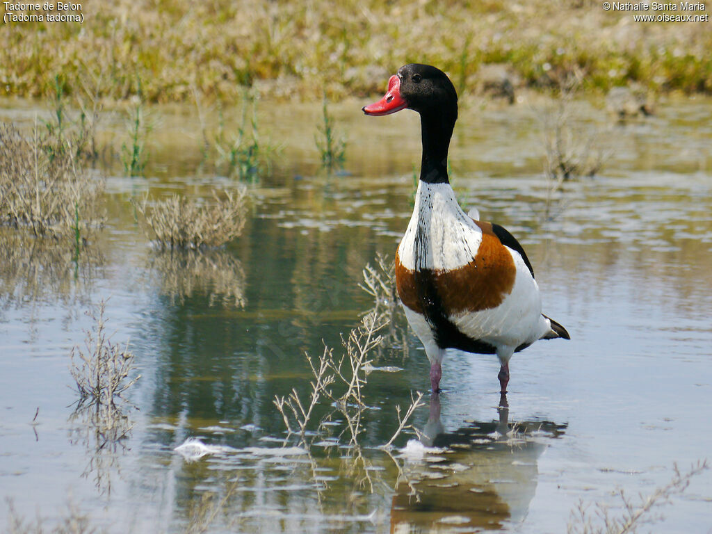 Tadorne de Belon mâle adulte nuptial, identification, habitat, Comportement