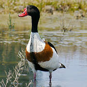 Common Shelduck