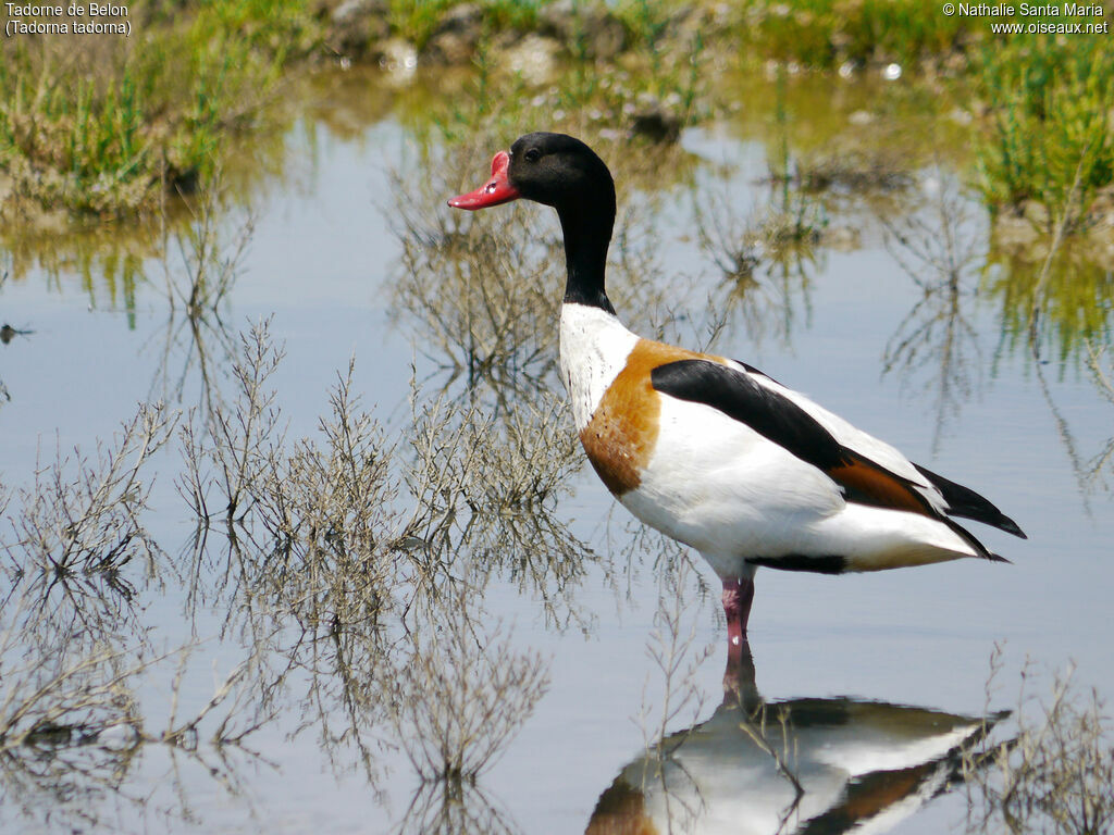 Common Shelduck male adult breeding, identification, habitat, walking, Behaviour