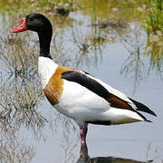 Common Shelduck