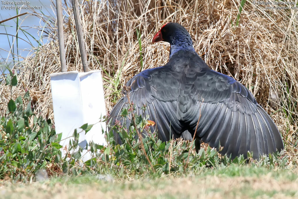 Australasian Swamphenadult, habitat, aspect