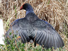 Australasian Swamphen