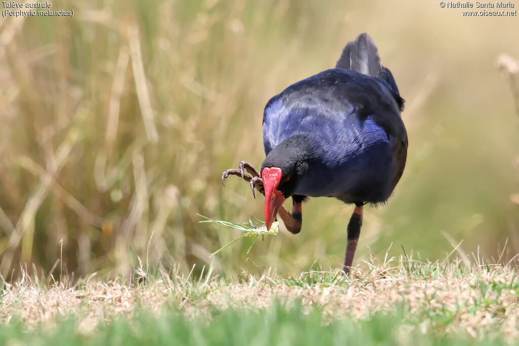 Australasian Swamphenadult, identification, eats, Behaviour