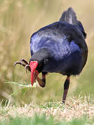 Australasian Swamphen