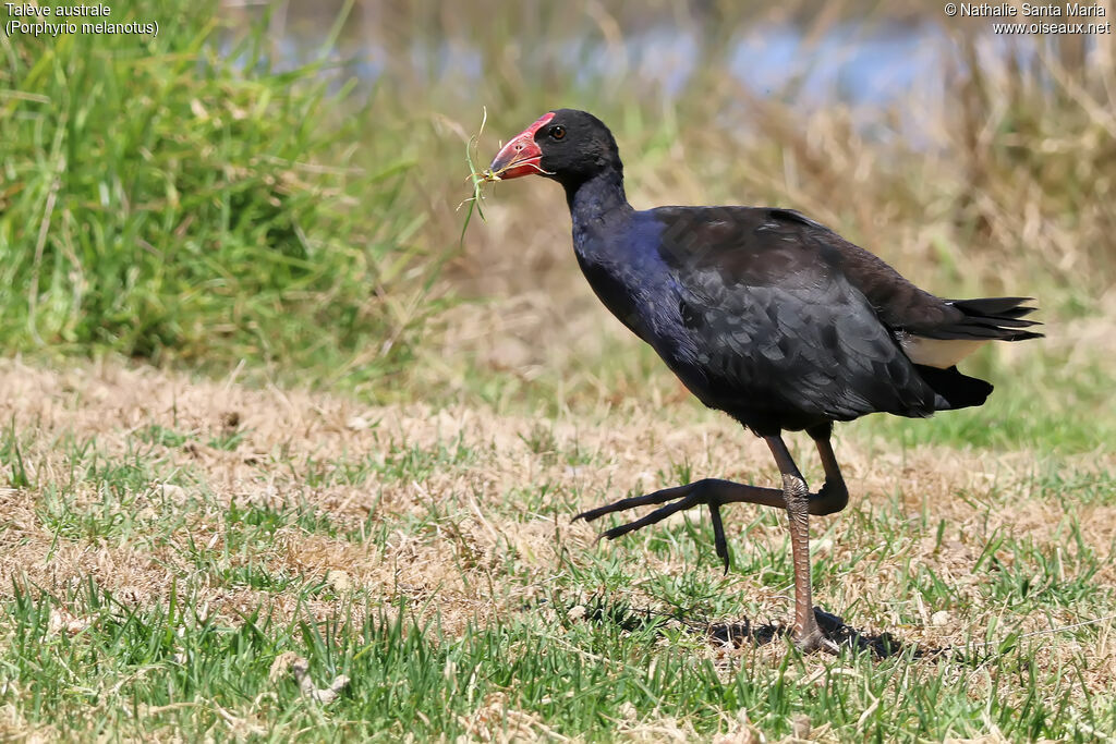 Australasian Swamphenimmature, identification