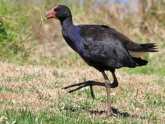 Australasian Swamphen