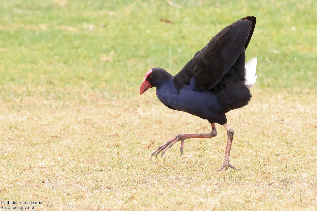 Australasian Swamphenadult, Behaviour