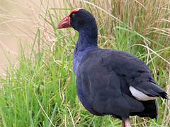 Australasian Swamphen