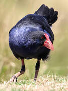 Australasian Swamphen