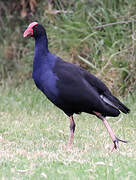 Australasian Swamphen