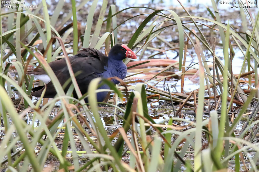 Australasian Swamphenadult, habitat, walking