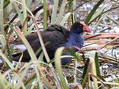 Australasian Swamphen